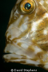 John Dory under Swanage Pier, October 2008. Taken with Ni... by David Stephens 